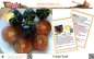 Preview: Tomate * Indigo Rose * 25-1.000 Samen